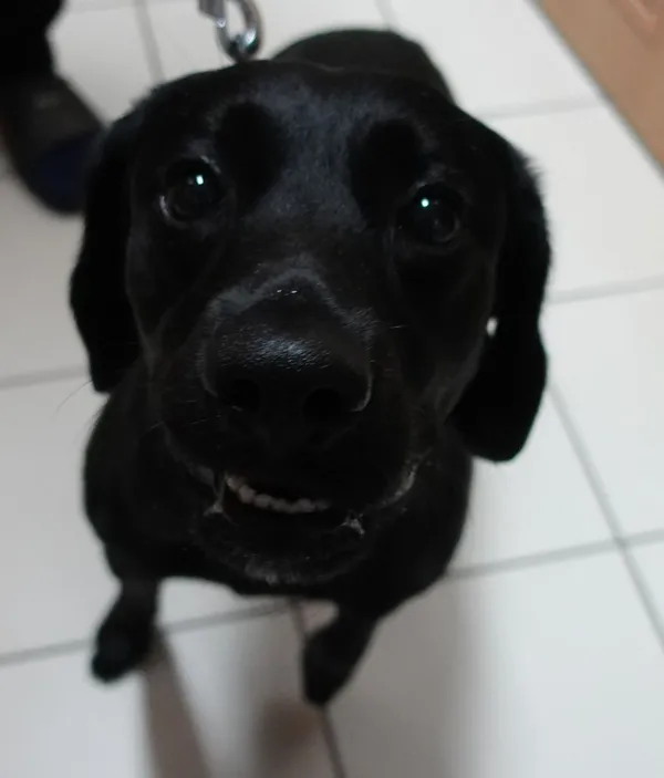 Znaleziono psa, Gdańsk, 3 czerwca 2025