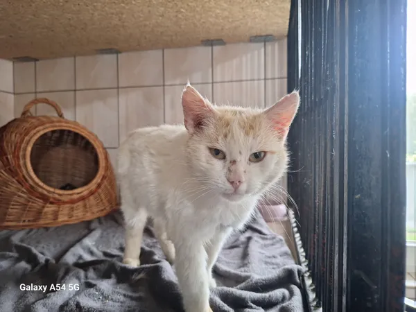 Kot do adopcji, Orzechowce, 1 czerwca 2025