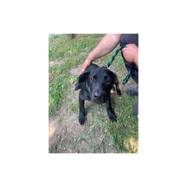 Znaleziono psa, Białystok, 3 czerwca 2025