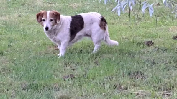 Znaleziono psa, Lublin, Zemborzyce, 4 czerwca 2025 (1/4)