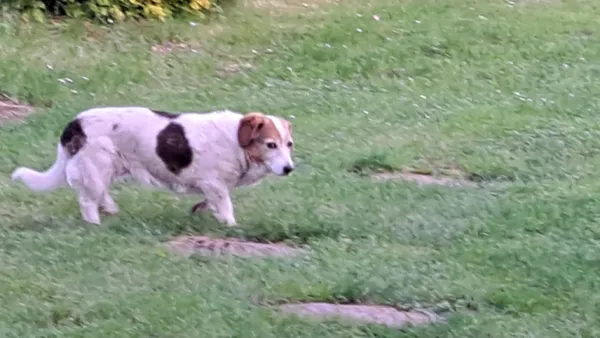 Znaleziono psa, Lublin, Zemborzyce, 4 czerwca 2025 (4/4)