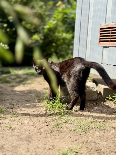 Kot do adopcji, Piła, 10 listopada 2022 (3/3)