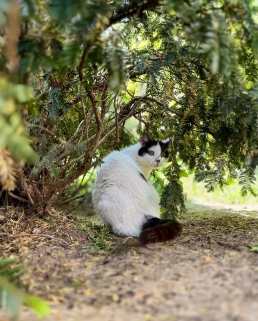 Kot do adopcji, Piła, 17 kwietnia 2025 (1/3)