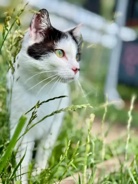 Kot do adopcji, Piła, 17 kwietnia 2025 (3/3)