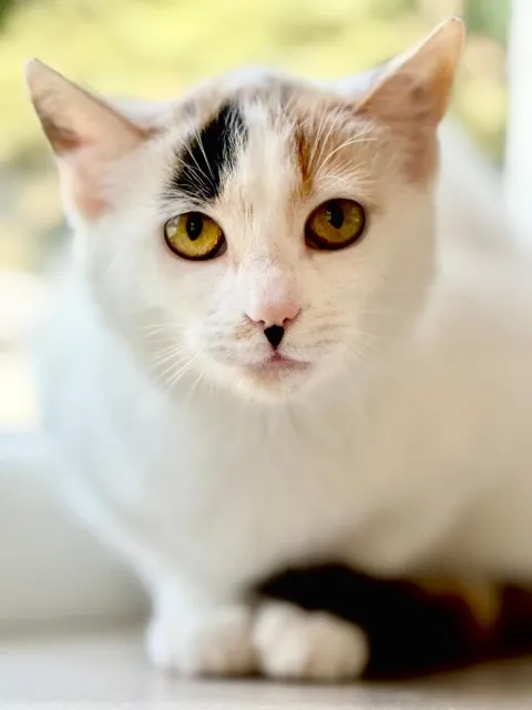 Kot do adopcji, Piła, 16 marca 2024 (1/2)