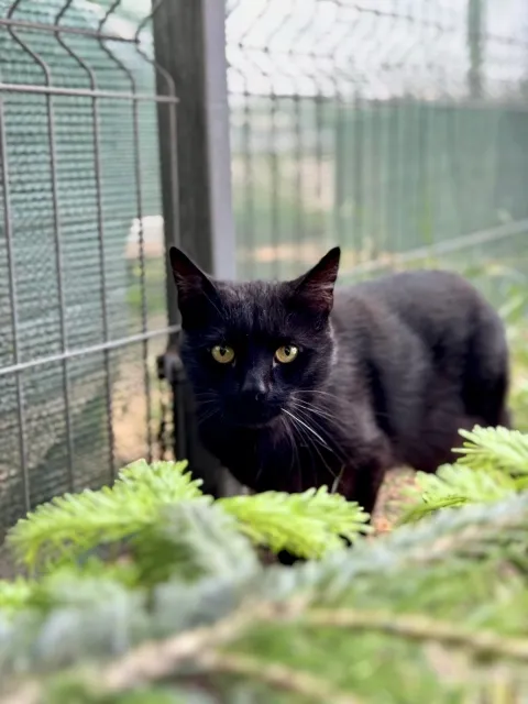 Kot do adopcji, Piła, 30 kwietnia 2025 (1/3)