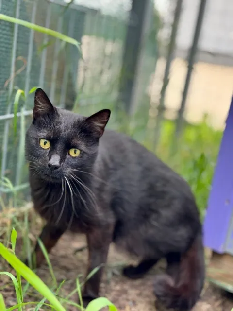 Kot do adopcji, Piła, 30 kwietnia 2025 (2/3)