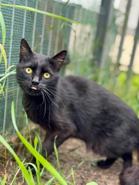 Kot do adopcji, Piła, 30 kwietnia 2025 (3/3)