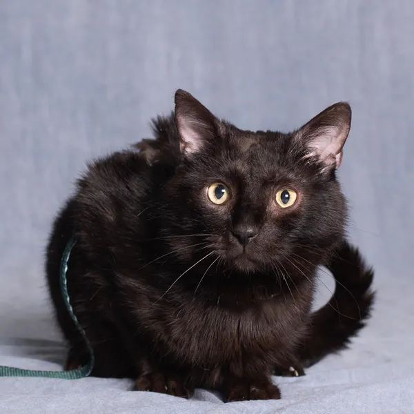 Kot do adopcji, Gdańsk, 4 czerwca 2025