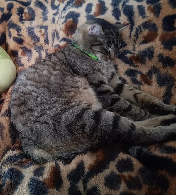 Zaginął kot, Zamość, Osiedle Stare Miasto, 4 czerwca 2025