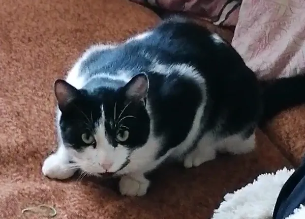 Zaginął kot, Błonie, 4 czerwca 2025 (1/2)