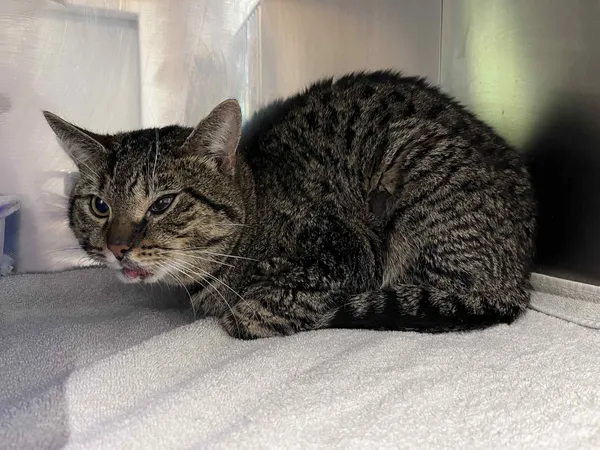 Kot do adopcji, Włocławek, 27 maja 2025