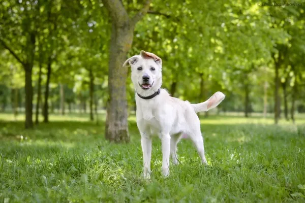 Pies do adopcji, Radom, 4 czerwca 2025 (3/5)