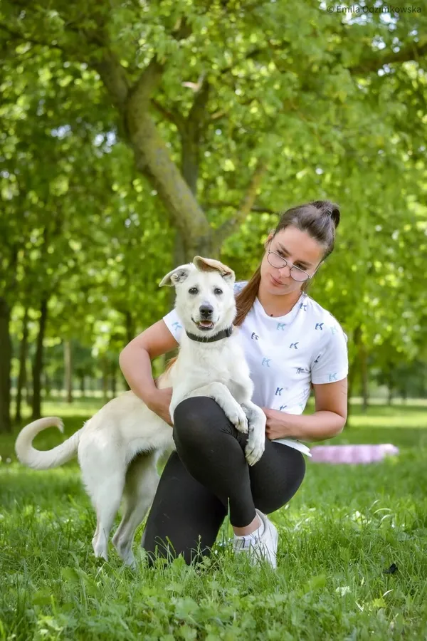 Pies do adopcji, Radom, 4 czerwca 2025 (4/5)