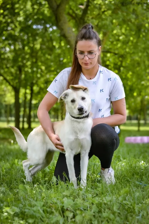 Pies do adopcji, Radom, 4 czerwca 2025 (5/5)
