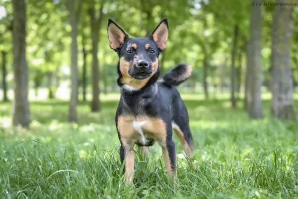 Pies do adopcji, Radom, 4 czerwca 2025 (5/5)