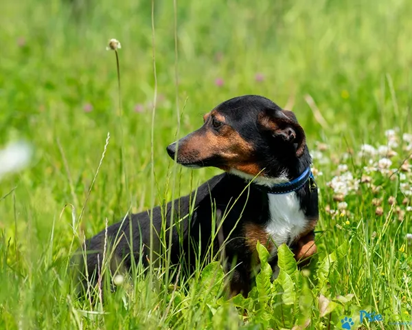 Pies do adopcji, Racławice, 27 maja 2025 (1/5)