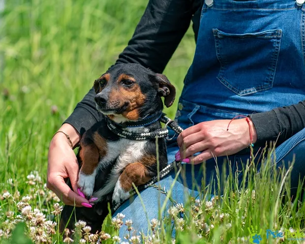 Pies do adopcji, Racławice, 27 maja 2025 (2/5)