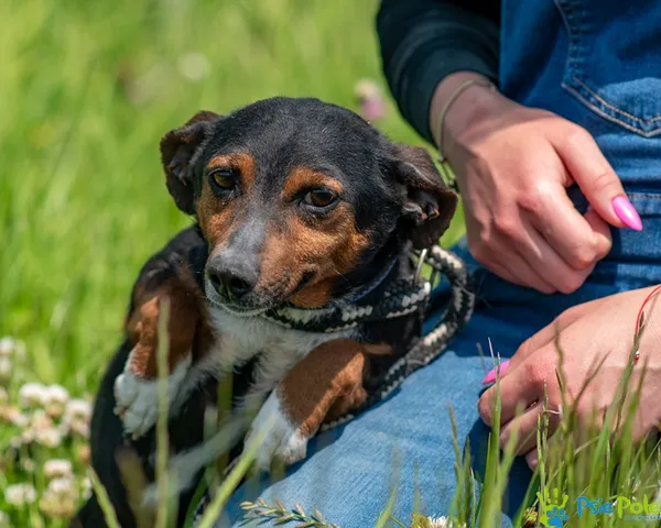 Pies do adopcji, Racławice, 27 maja 2025 (3/5)