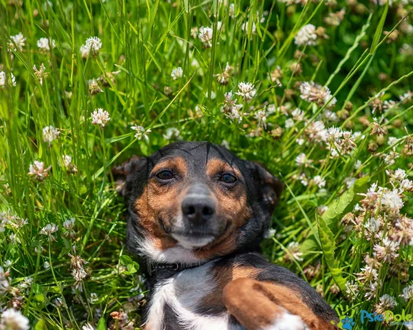 Pies do adopcji, Racławice, 27 maja 2025 (5/5)