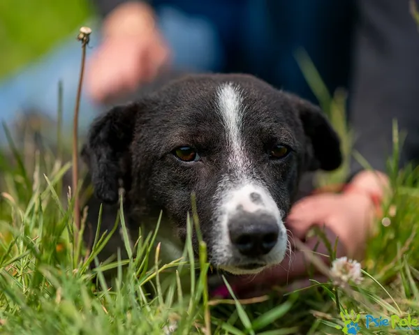 Pies do adopcji, Racławice, 28 maja 2025 (3/5)