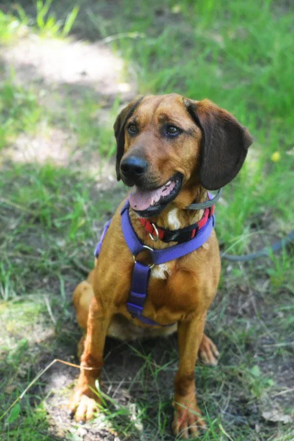 Pies do adopcji, Milanówek, 21 czerwca 2025 (2/5)