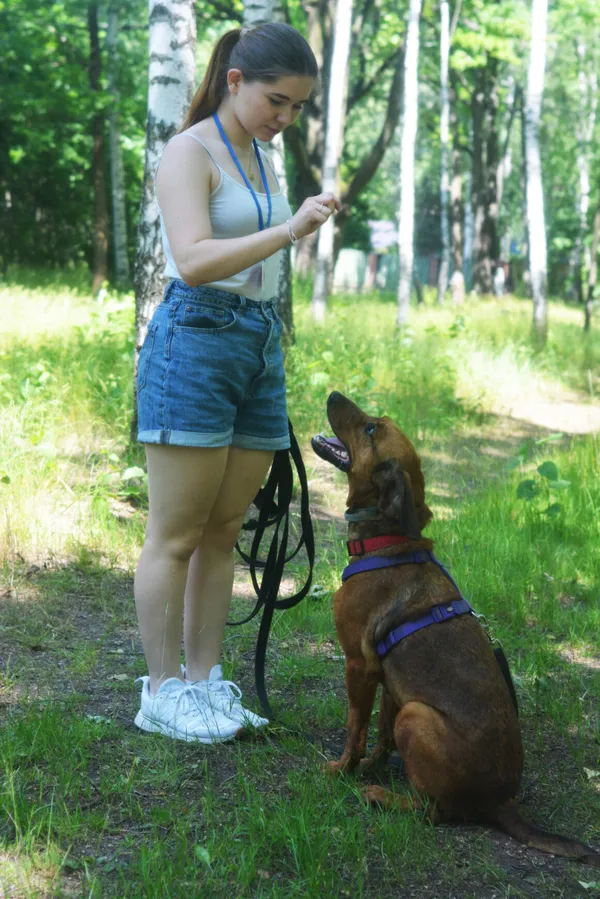 Pies do adopcji, Milanówek, 21 czerwca 2025 (5/5)