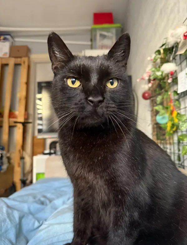 Zaginął kot, Łódź, 4 czerwca 2025