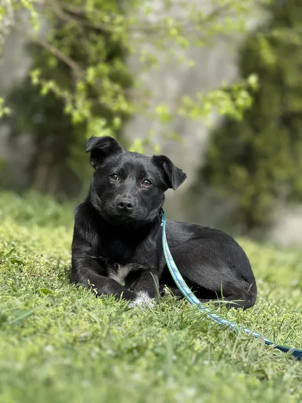 Pies do adopcji, Pieczyska, 4 czerwca 2025 (2/5)