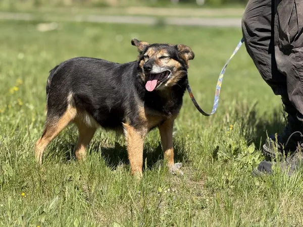 Pies do adopcji, Pieczyska, 4 czerwca 2025 (2/5)