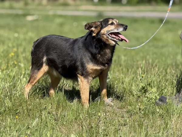 Pies do adopcji, Pieczyska, 4 czerwca 2025 (3/5)