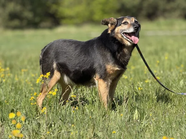 Pies do adopcji, Pieczyska, 4 czerwca 2025 (4/5)