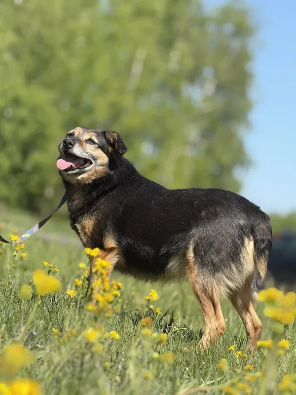 Pies do adopcji, Pieczyska, 4 czerwca 2025 (5/5)