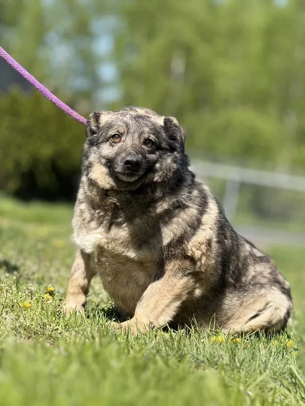 Pies do adopcji, Pieczyska, 4 czerwca 2025 (2/3)