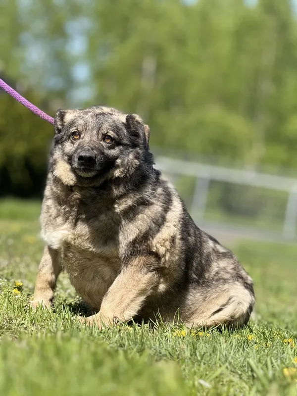 Pies do adopcji, Pieczyska, 4 czerwca 2025 (3/3)