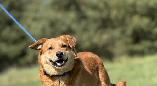 Pies do adopcji, Pieczyska, 4 czerwca 2025 (1/4)