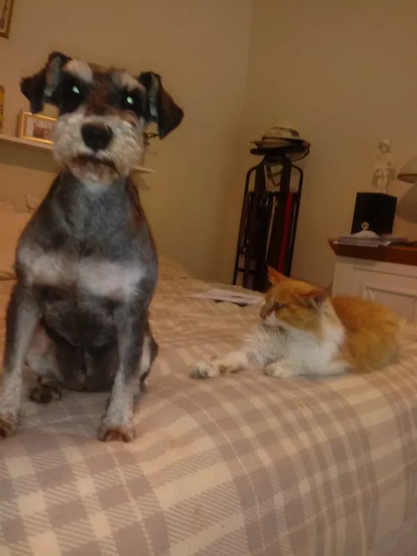 Zaginął pies, Radom, Michałów, 5 czerwca 2025