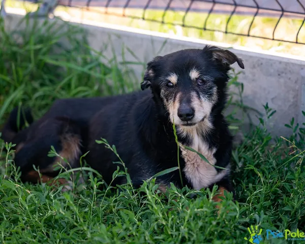 Pies do adopcji, Racławice, 2 czerwca 2025 (3/5)