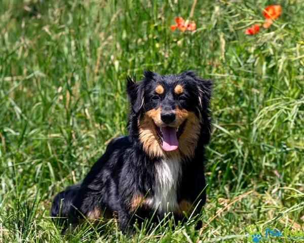 Pies do adopcji, Racławice, 4 czerwca 2025 (2/5)