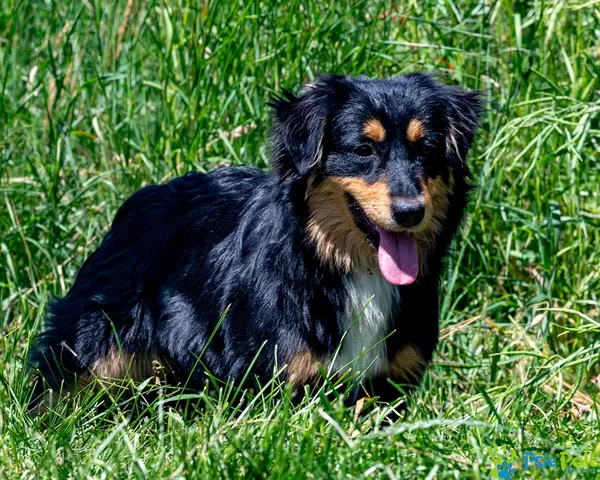 Pies do adopcji, Racławice, 4 czerwca 2025 (3/5)