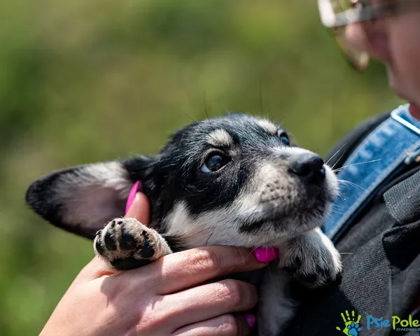 Pies do adopcji, Racławice, 4 czerwca 2025 (2/5)