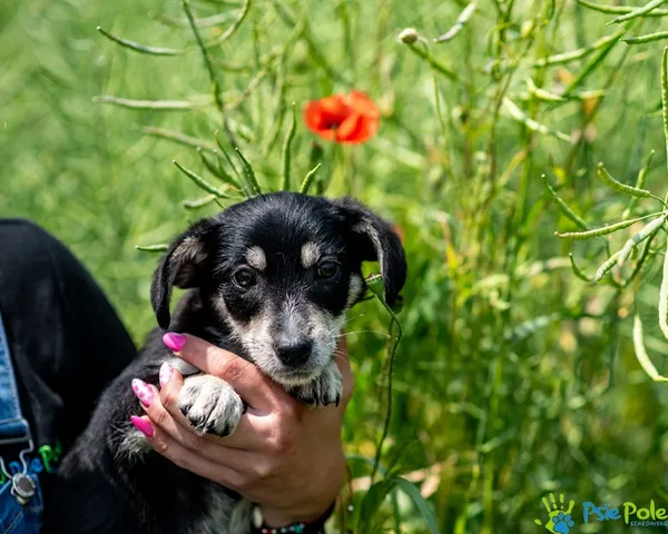 Pies do adopcji, Racławice, 4 czerwca 2025 (5/5)
