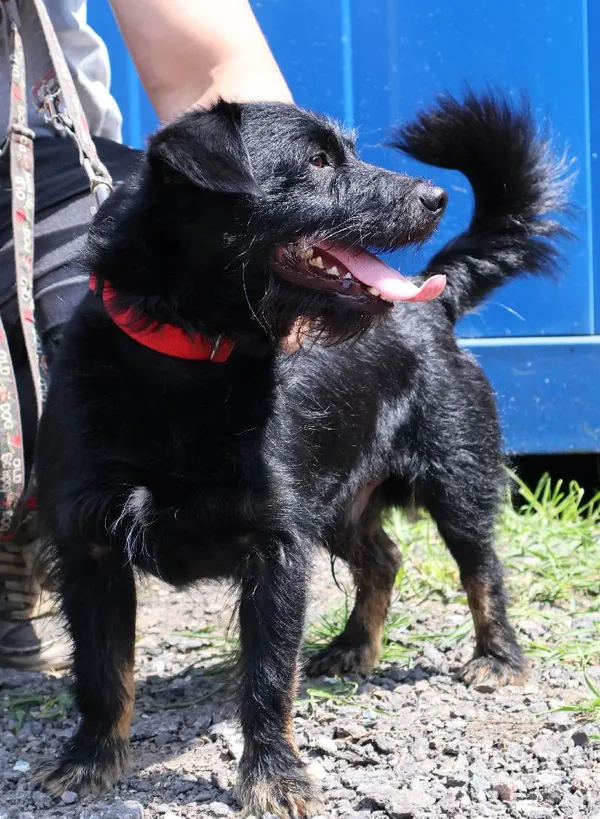 Znaleziono psa, Łódź, 4 czerwca 2025 (1/2)