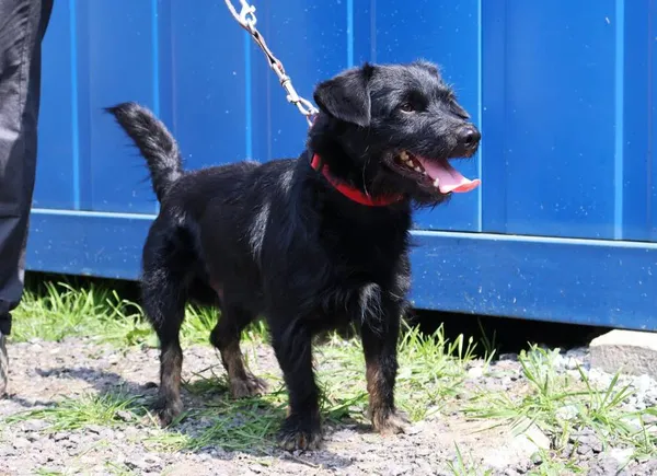 Znaleziono psa, Łódź, 4 czerwca 2025 (2/2)