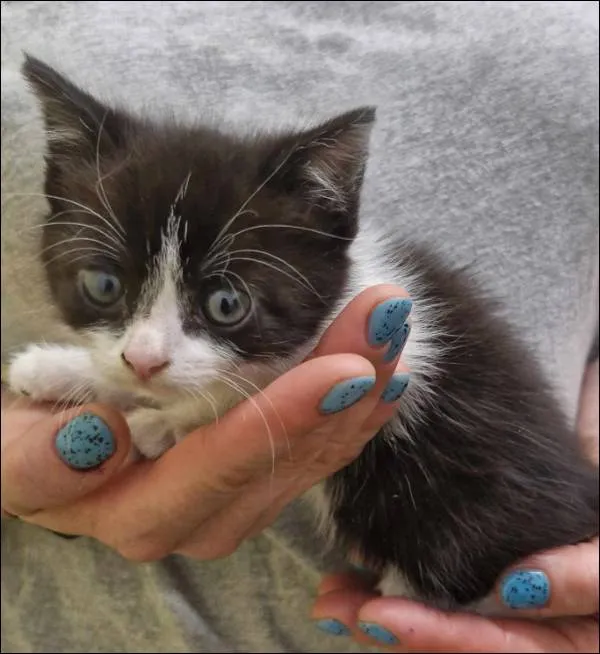 Znaleziono kota, Grudziądz, 5 czerwca 2025