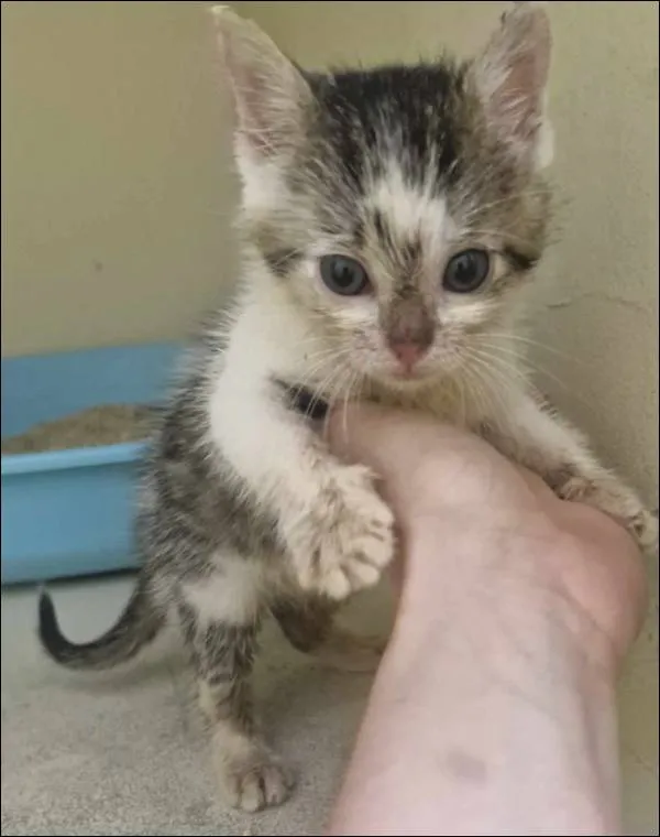 Znaleziono kota, Grudziądz, 4 czerwca 2025