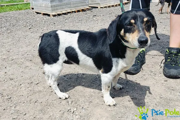 Znaleziono psa, Racławice, 30 maja 2025 (1/2)