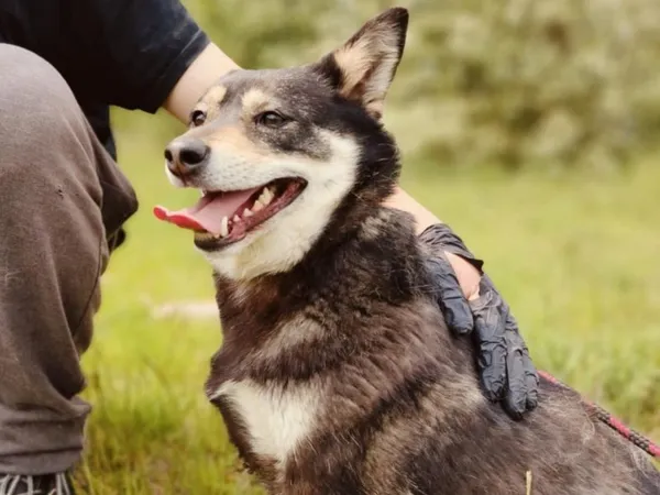 Pies do adopcji, Pawłowo, 5 czerwca 2025 (1/4)