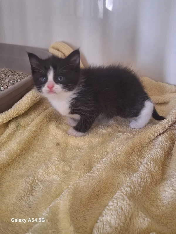 Kot do adopcji, Orzechowce, 5 czerwca 2025 (1/4)