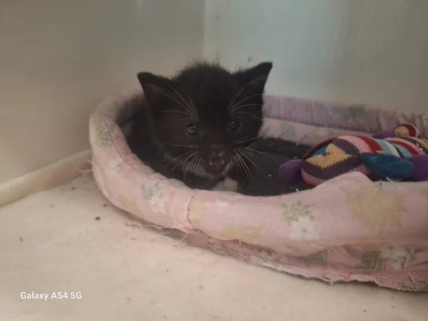 Kot do adopcji, Orzechowce, 5 czerwca 2025 (1/4)